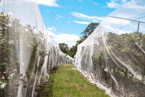 Orchard & Vineyard Bird Netting