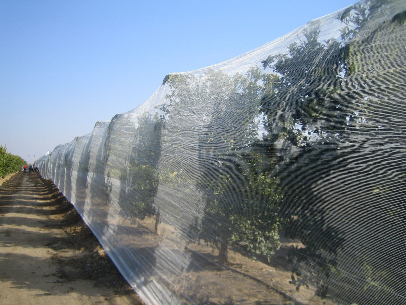 Orchard rows under white bee netting