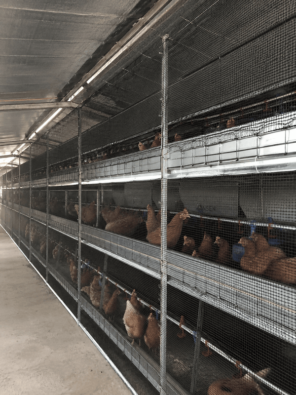 Australian poultry shed with a fully enclosed netted range, net roof fixed to the shed and net walls to the ground