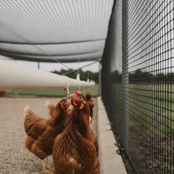 Poultry drinker line inside a netted range, with square-mesh net roof and wall enclosing it from wild birds