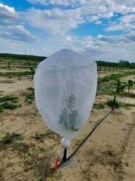 Haverford Bird Netting Insect Net: Fruit Tree Cover